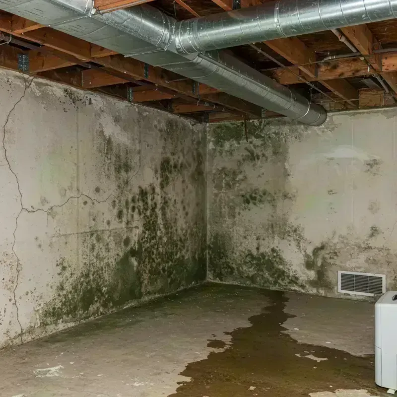 Professional Mold Removal in Markham, IL